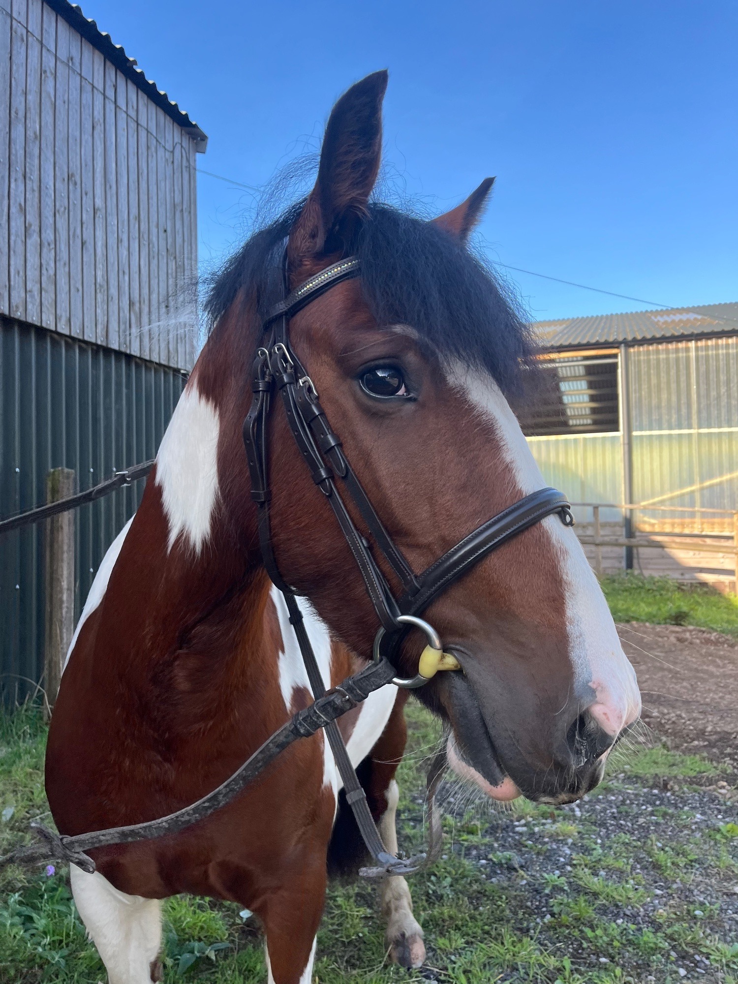 "Chelsea "  Mare Cob/Heavy Horse