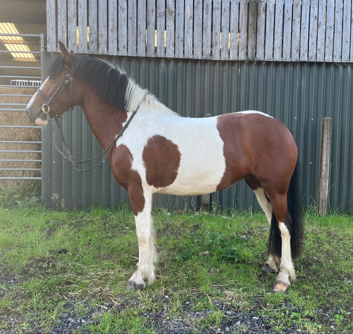 Penkridge "Chelsea "  Mare Cob/Heavy Horse