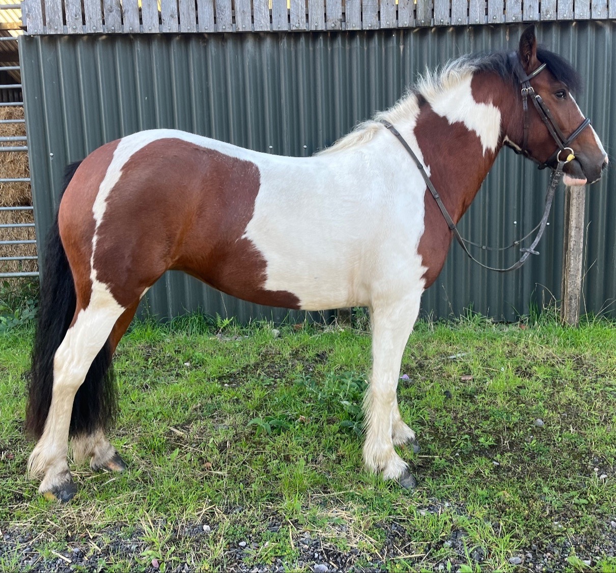 "Chelsea "  Mare Cob/Heavy Horse - Horses in Penkridge