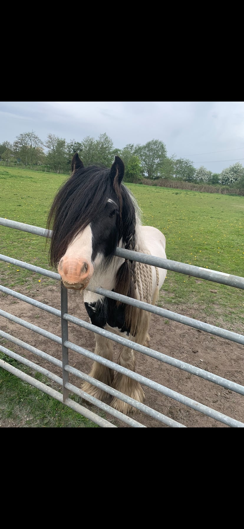 "T" Piebald Gelding Cob/Heavy Horse