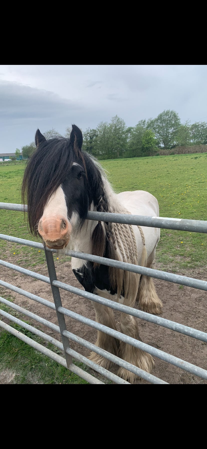 "T" Piebald Gelding Cob/Heavy Horse - Horses in Southport