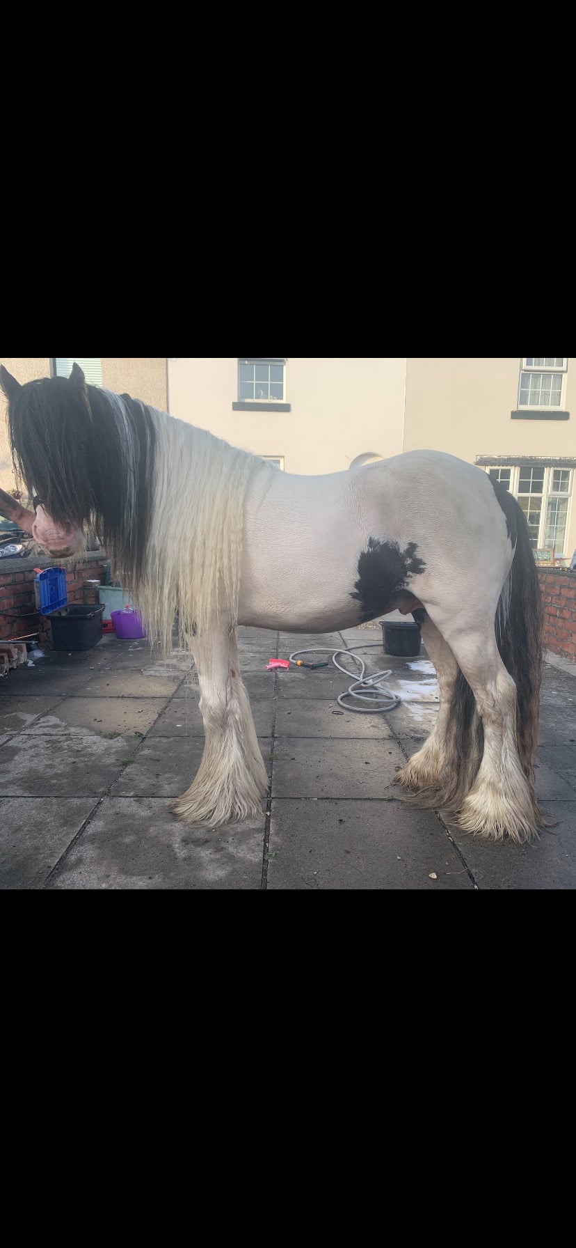 Southport "T" Piebald Gelding Cob/Heavy Horse