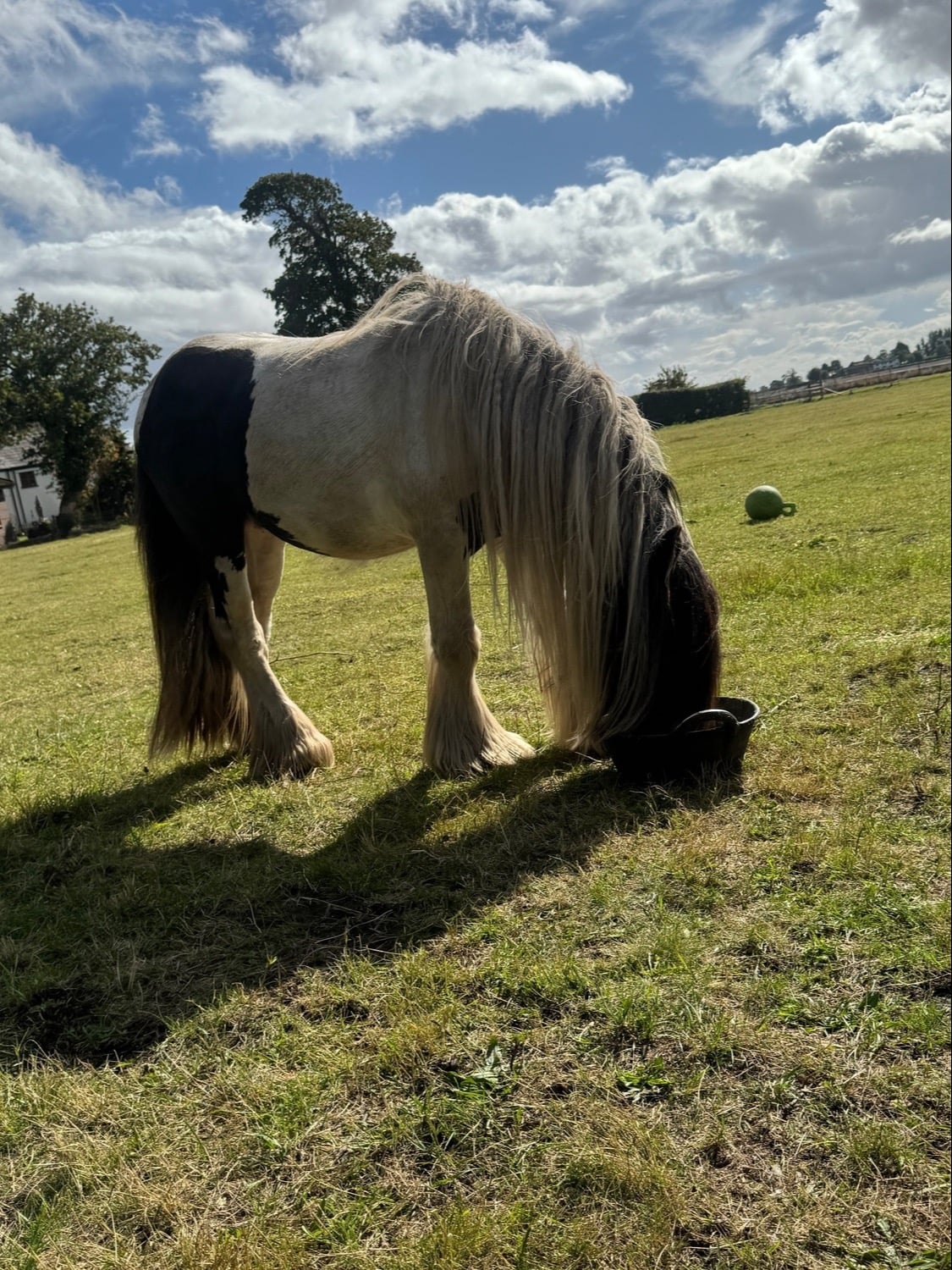 "T" Piebald Gelding Cob/Heavy Horse - Horses