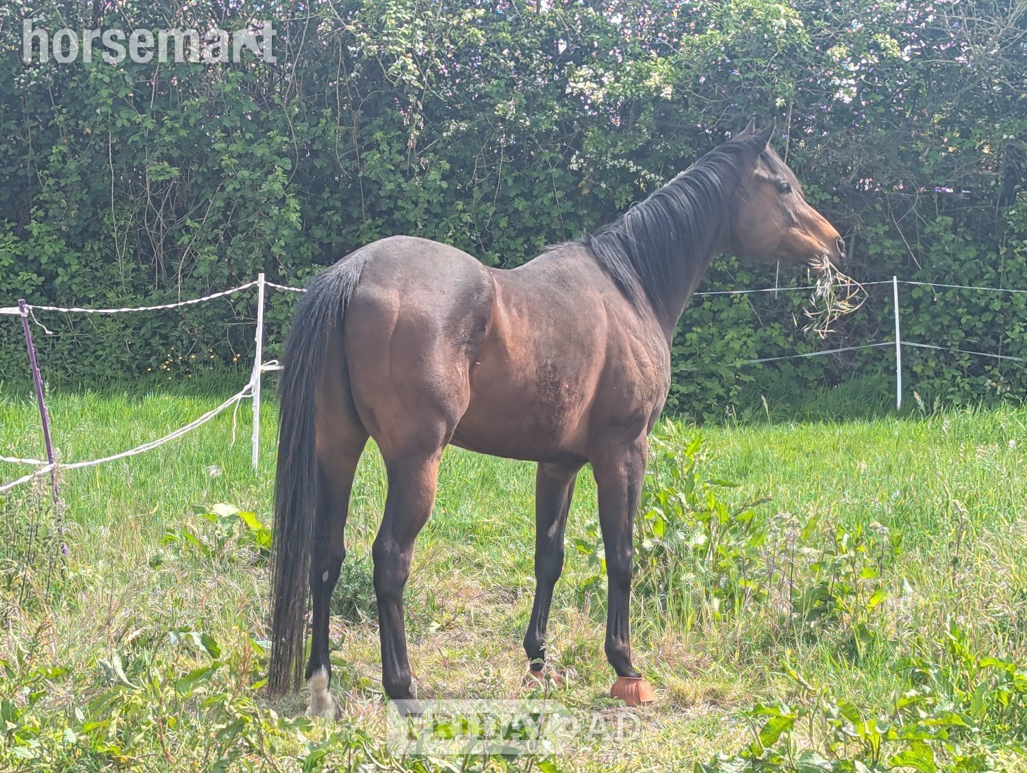 Happy Hacker/ Low Level Dressage