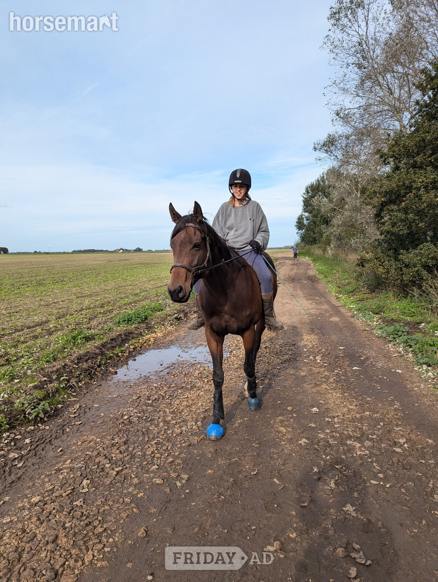 Happy Hacker/ Low Level Dressage - Horses