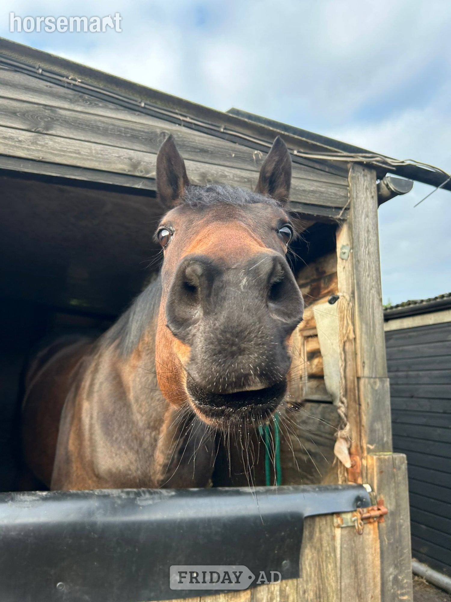 Happy Hacker/ Low Level Dressage - Horses in March