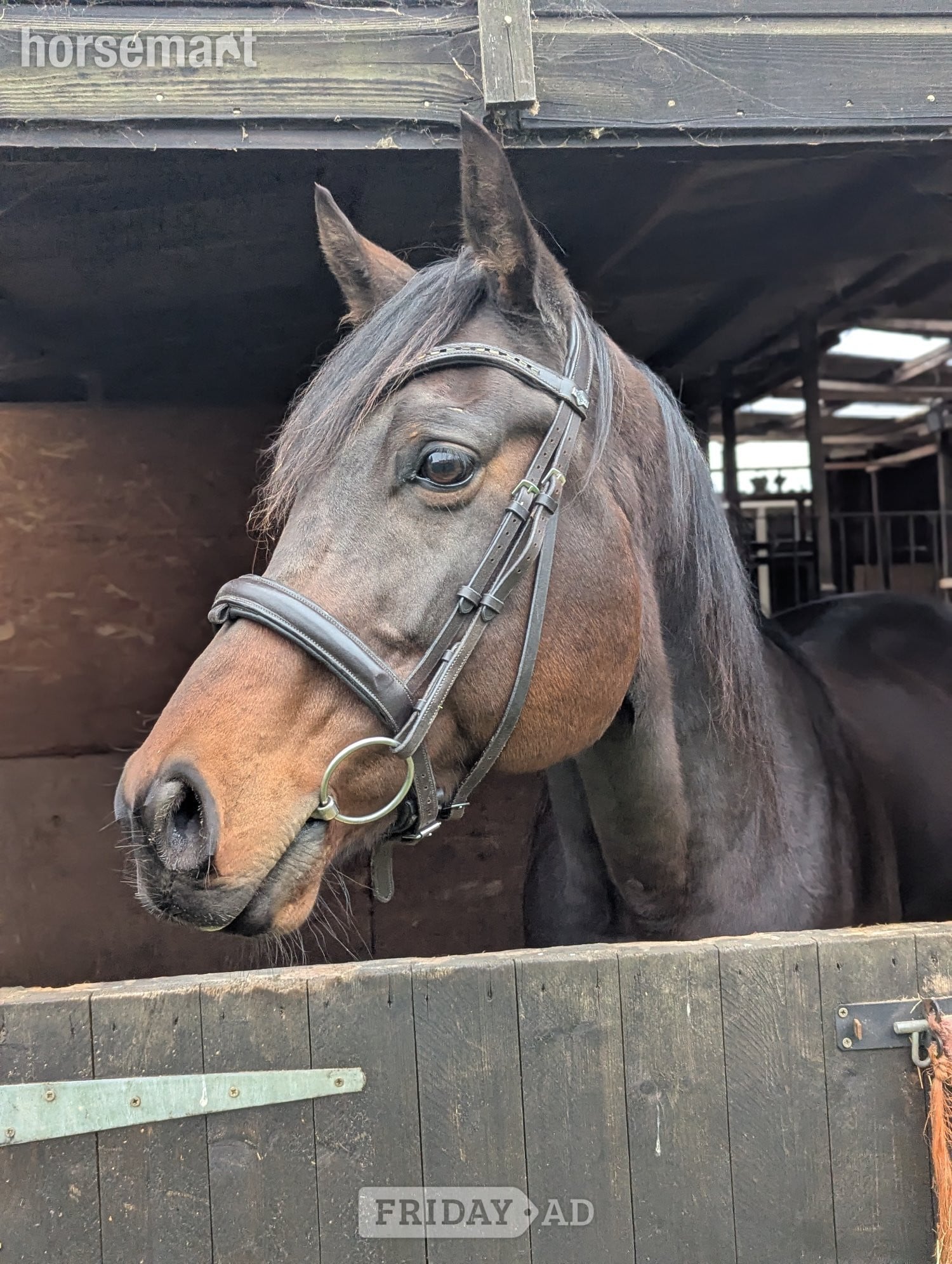 March Happy Hacker/ Low Level Dressage