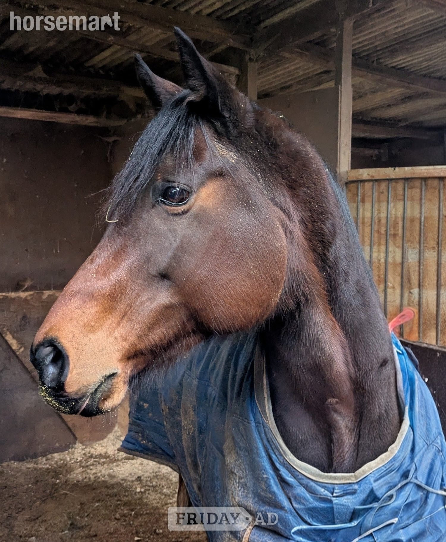 Happy Hacker/ Low Level Dressage in March