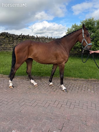 "KEC Lennon (Lenny)" Bay Gelding Eventer