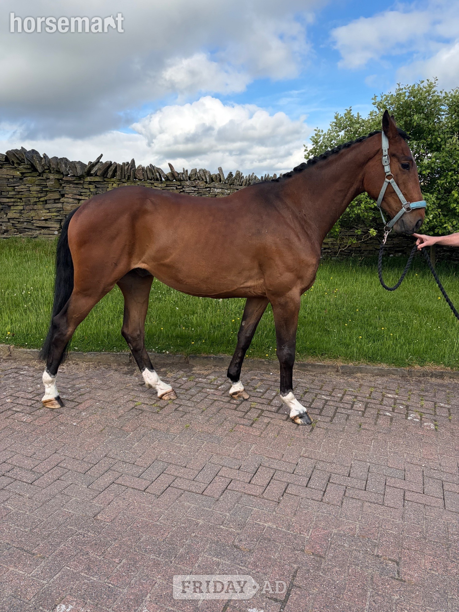 "KEC Lennon (Lenny)" Bay Gelding Eventer in Whitworth