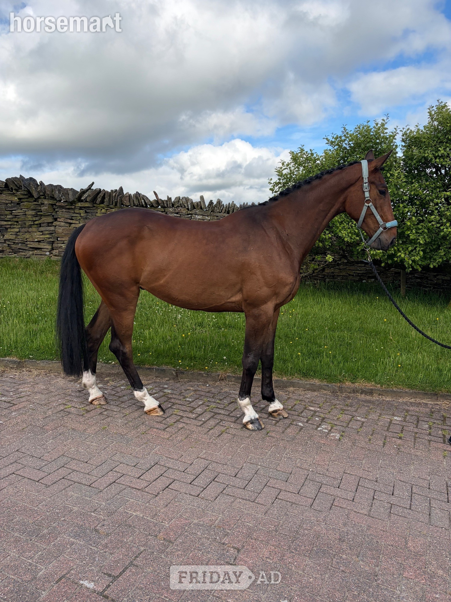 "KEC Lennon (Lenny)" Bay Gelding Eventer