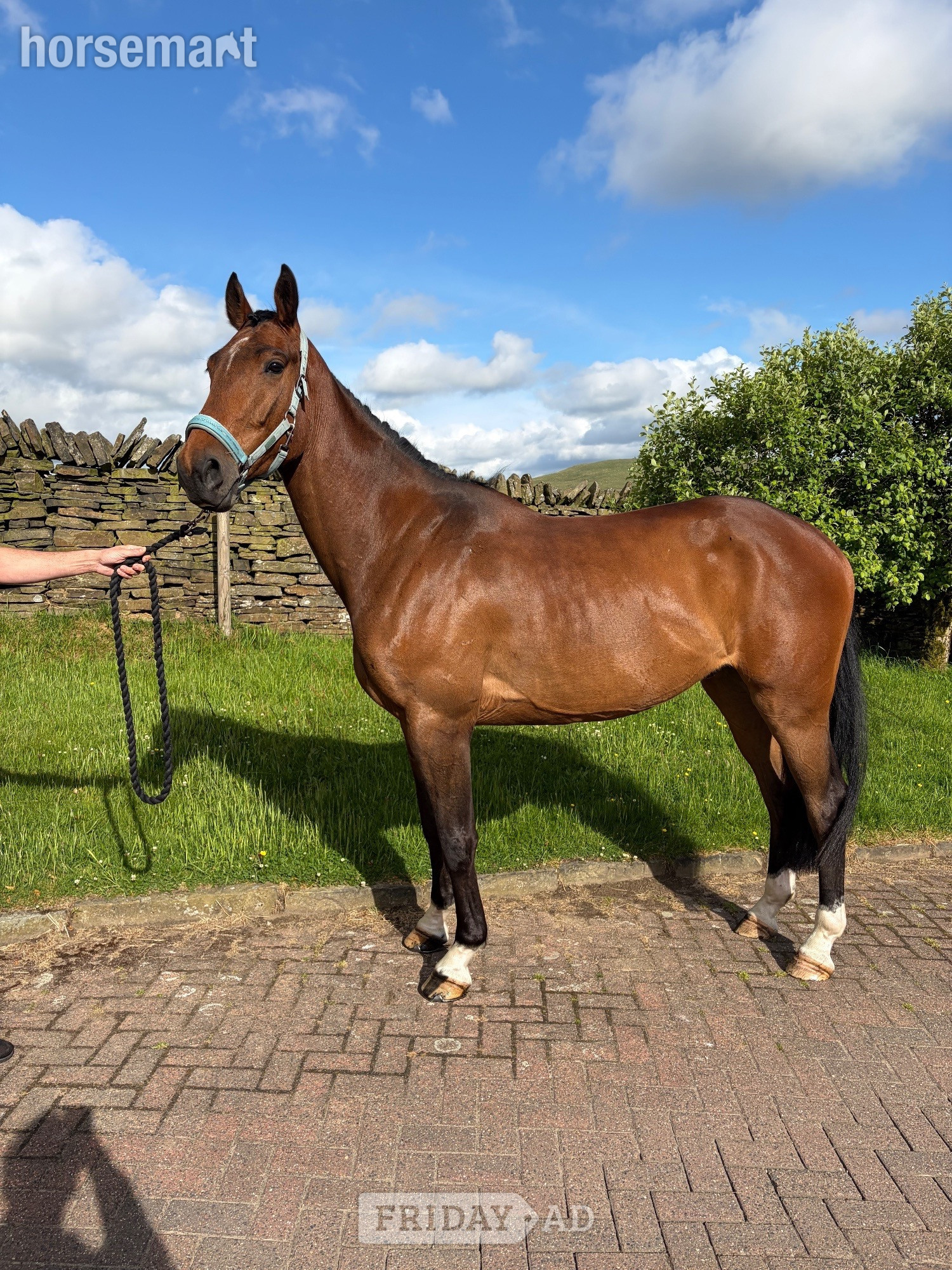 Whitworth "KEC Lennon (Lenny)" Bay Gelding Eventer