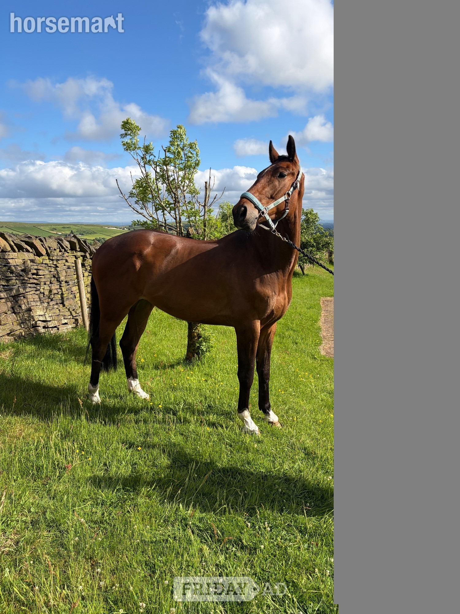 "KEC Lennon (Lenny)" Bay Gelding Eventer - Horses in Whitworth