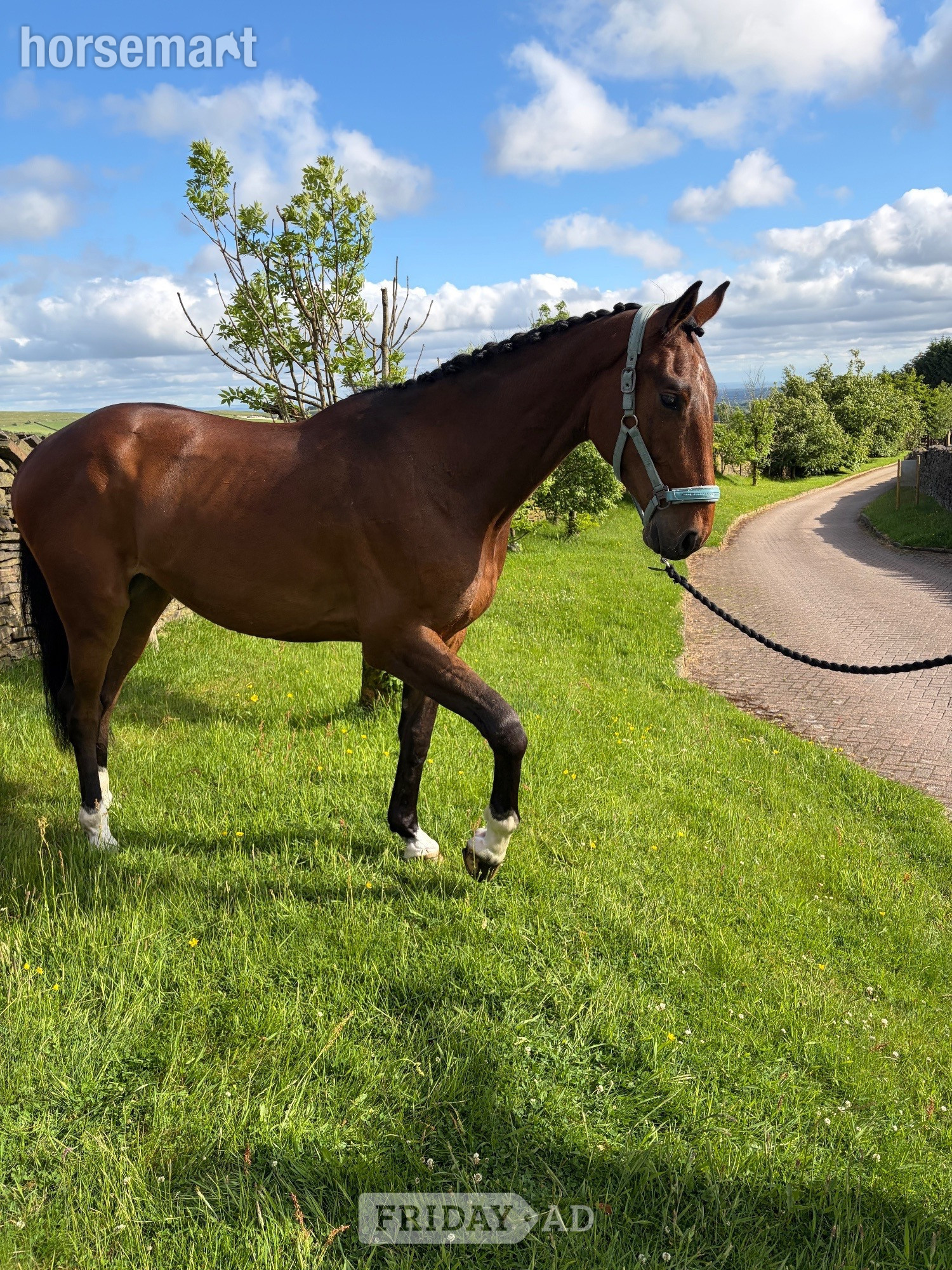 "KEC Lennon (Lenny)" Bay Gelding Eventer - Horses
