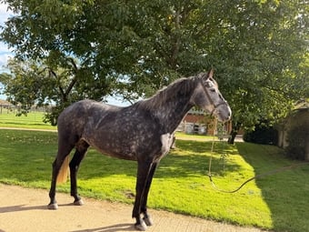 "Twilight Moon"  Mare Young Sport Horse