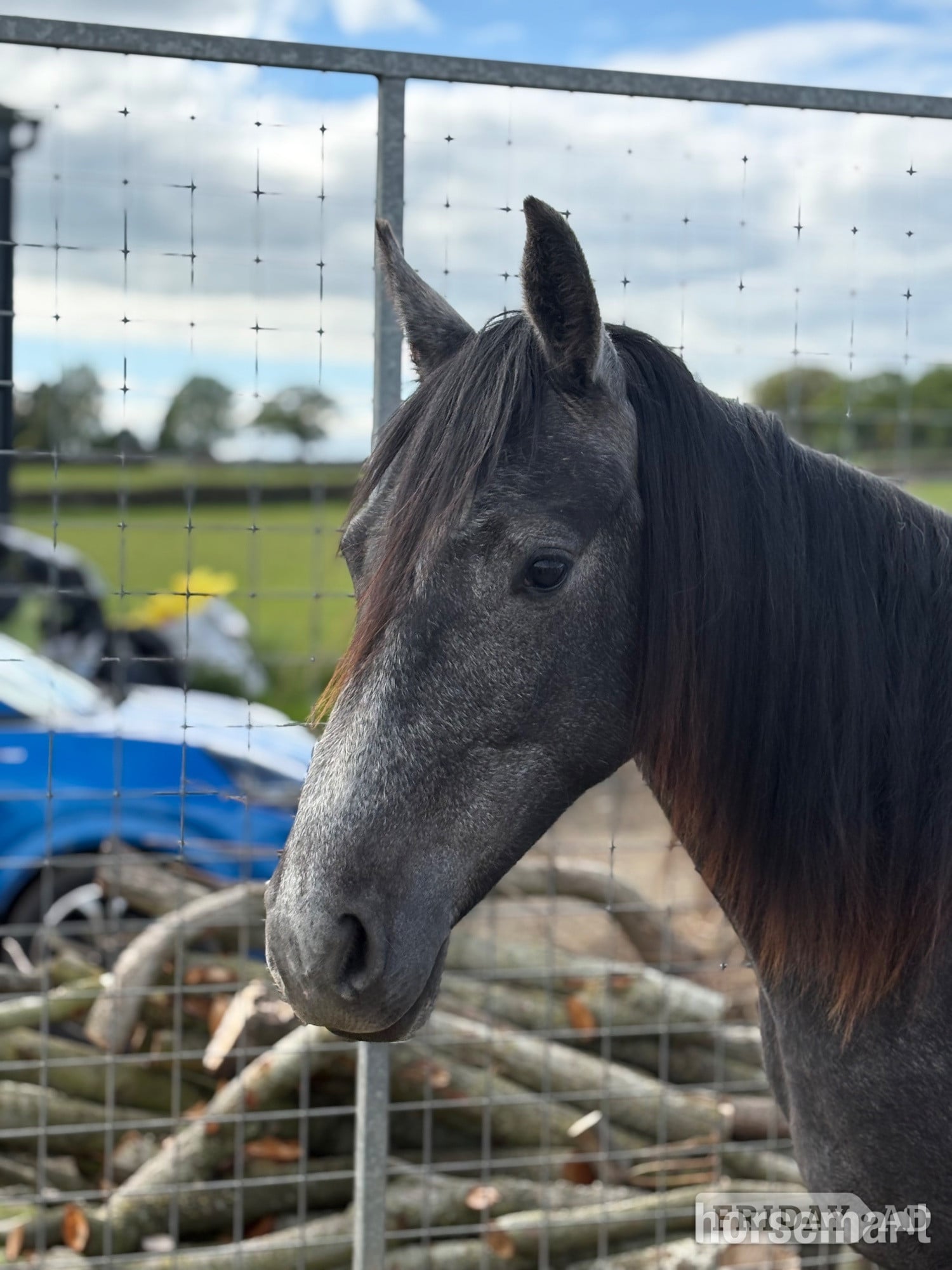 "Willow" Grey Filly Youngstock / Foal in Bingley