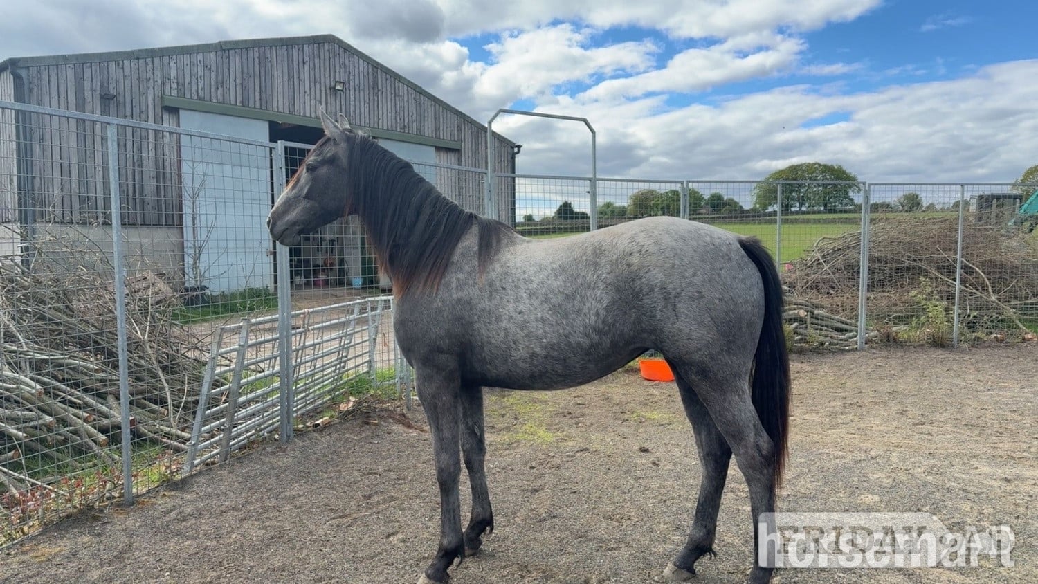 "Willow" Grey Filly Youngstock / Foal