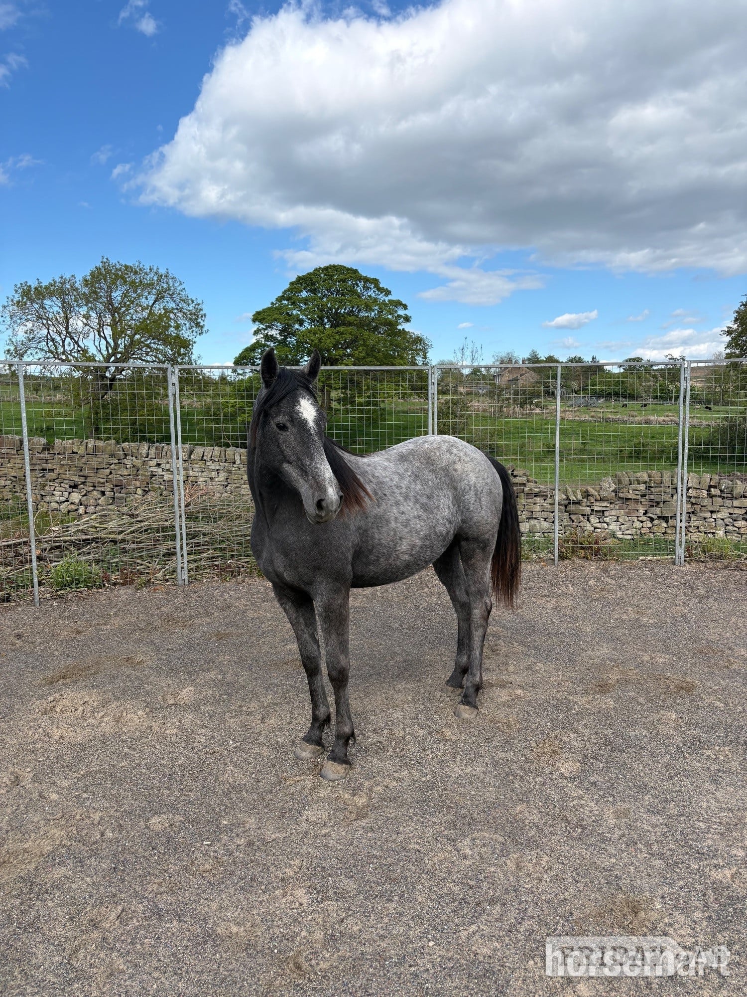Bingley "Willow" Grey Filly Youngstock / Foal