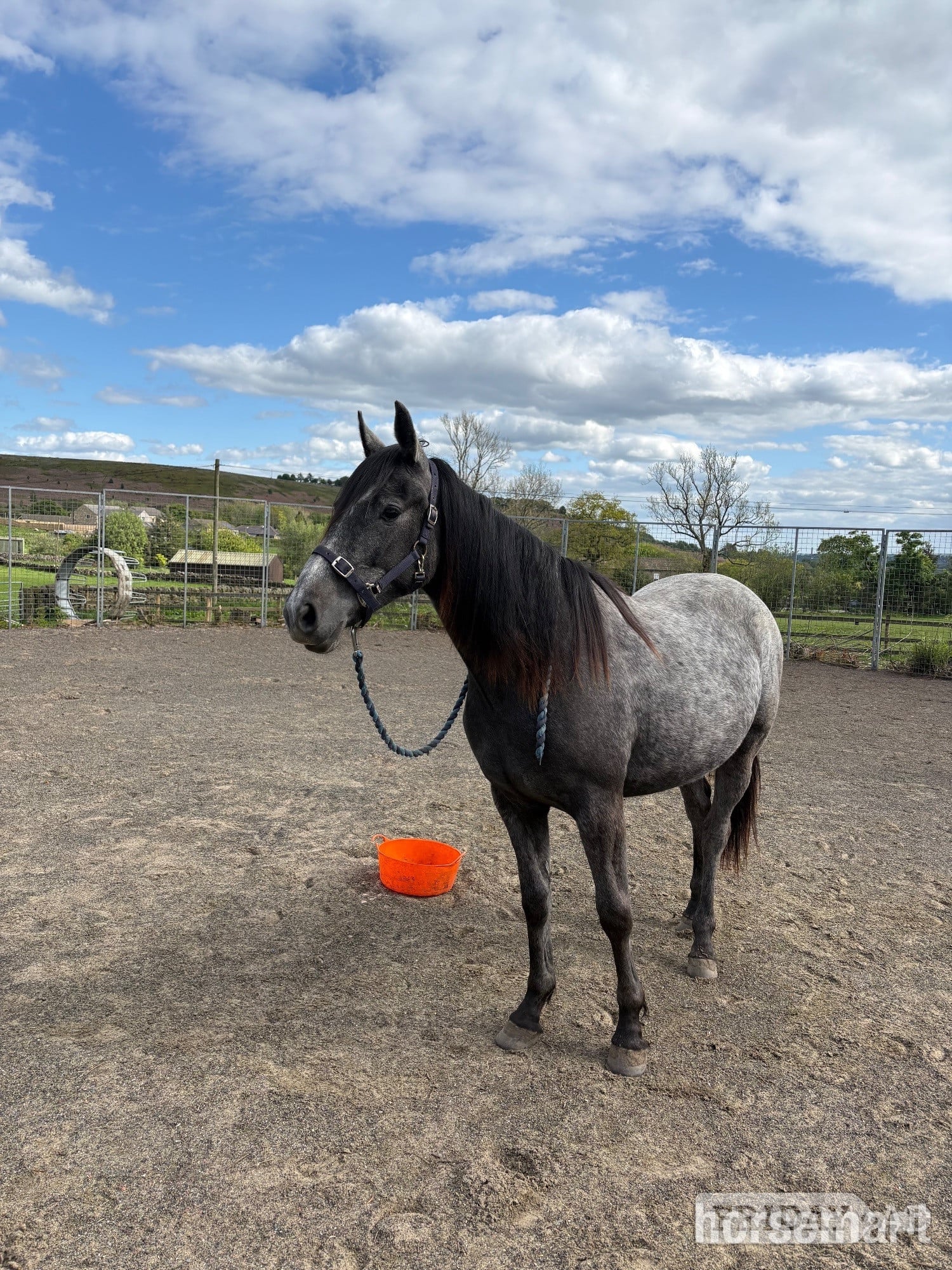 "Willow" Grey Filly Youngstock / Foal - Horses in Bingley