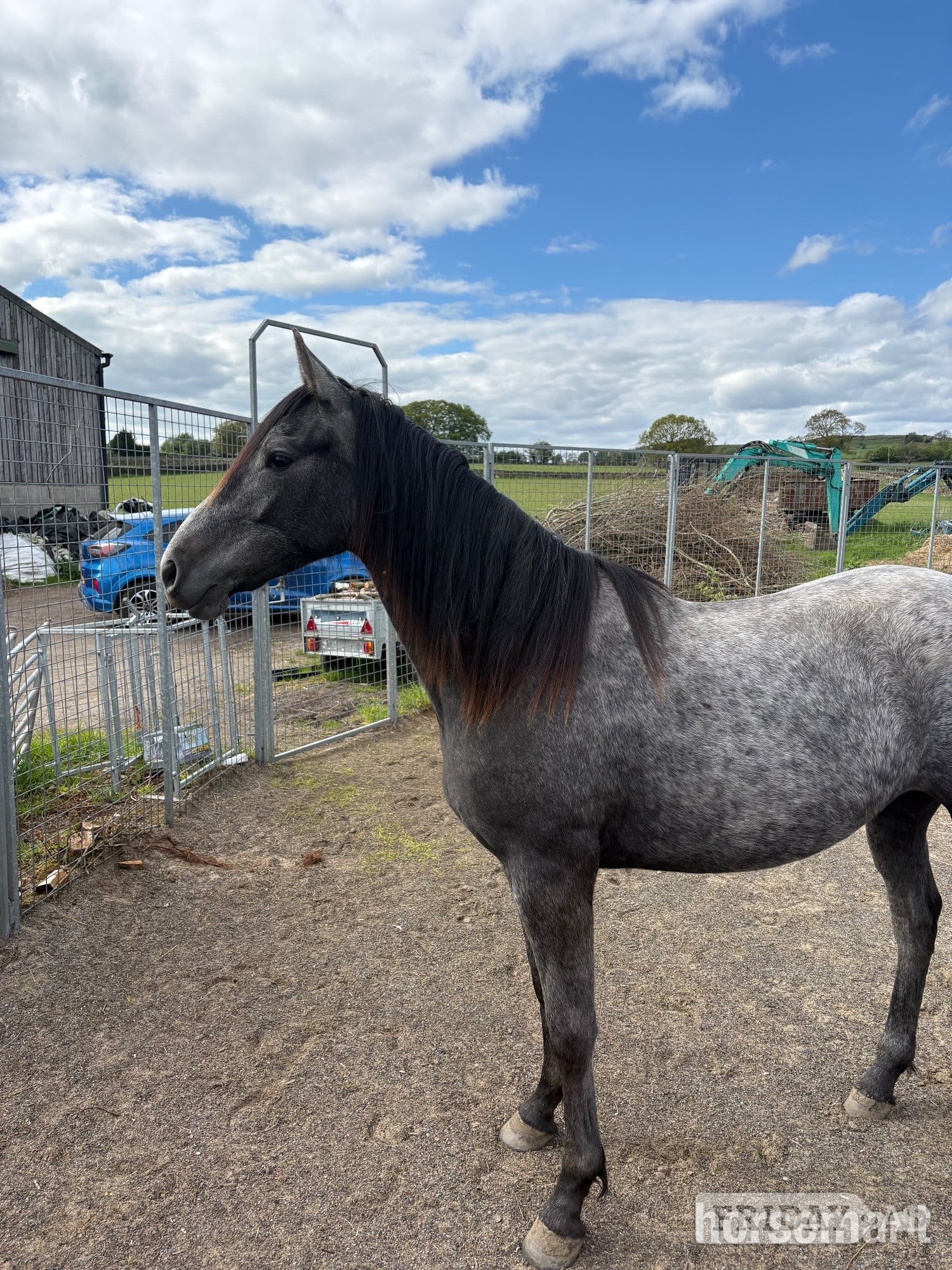 "Willow" Grey Filly Youngstock / Foal - Horses