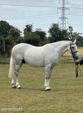 "Marty" Grey Gelding Project Horse