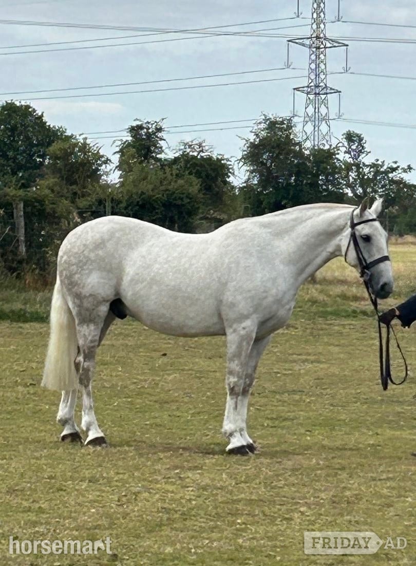 "Marty" Grey Gelding Project Horse in Thirsk