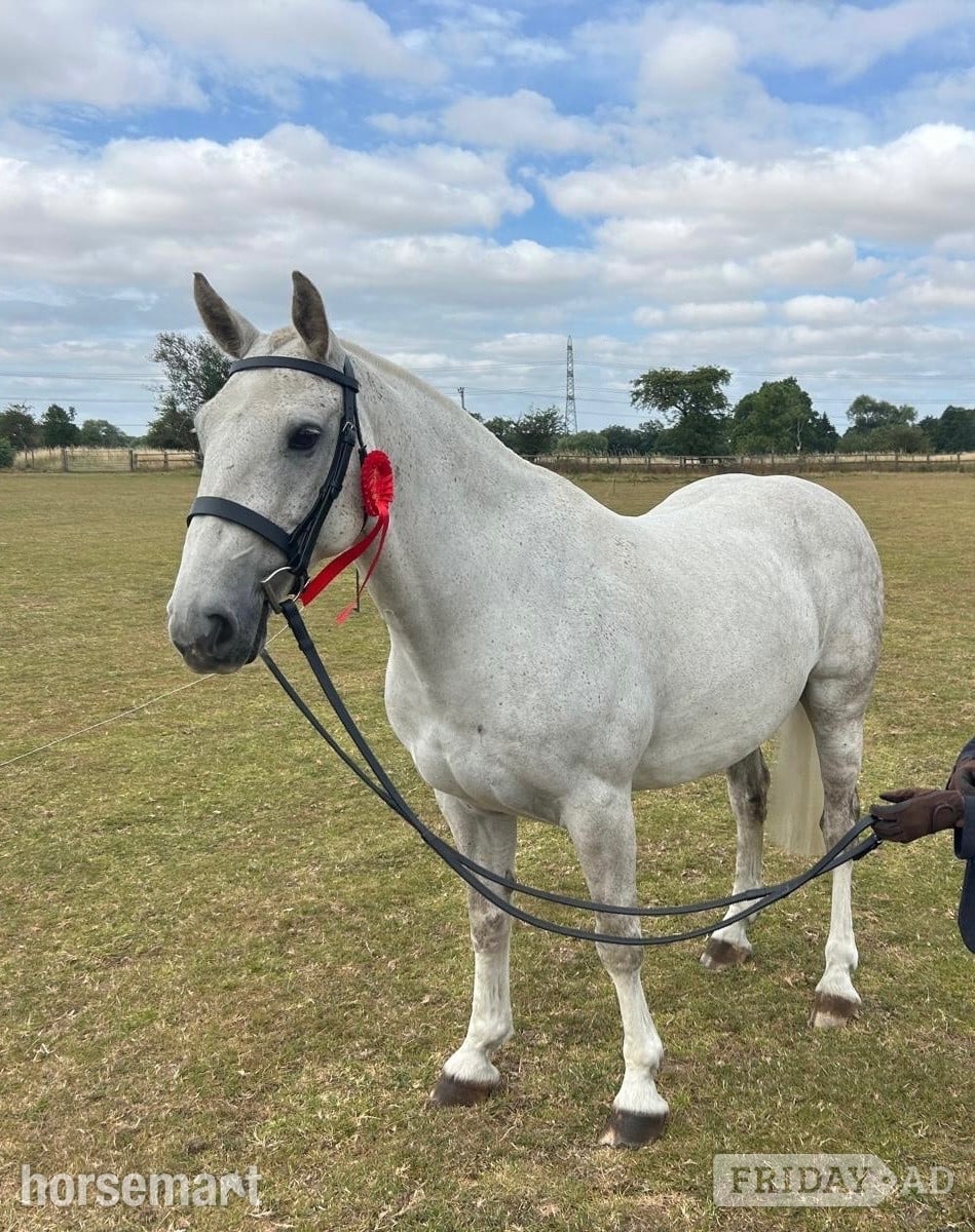 "Marty" Grey Gelding Project Horse