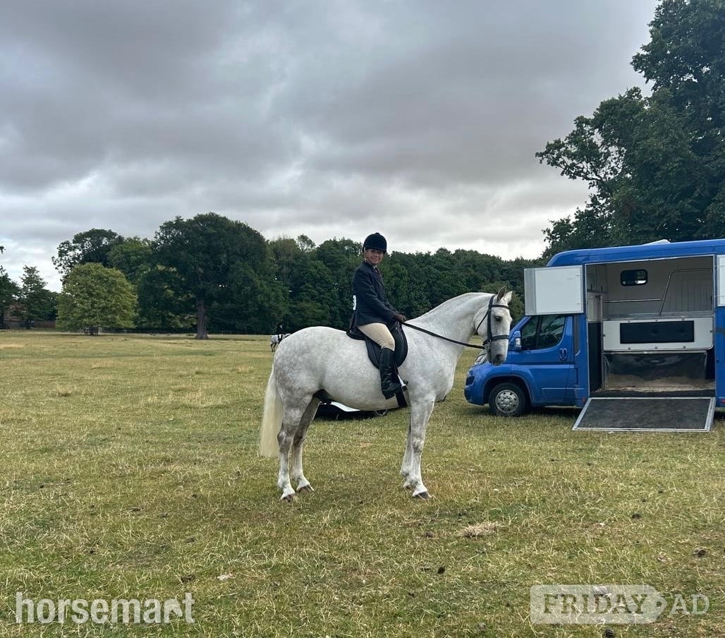 Thirsk "Marty" Grey Gelding Project Horse