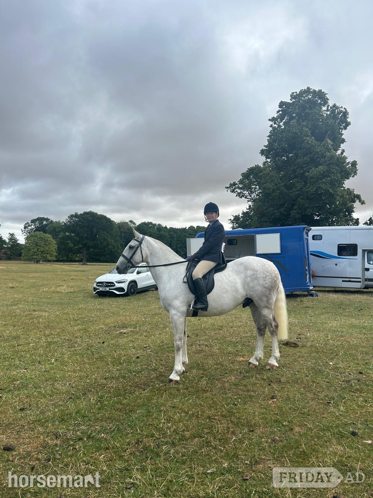 "Marty" Grey Gelding Project Horse - Horses in Thirsk