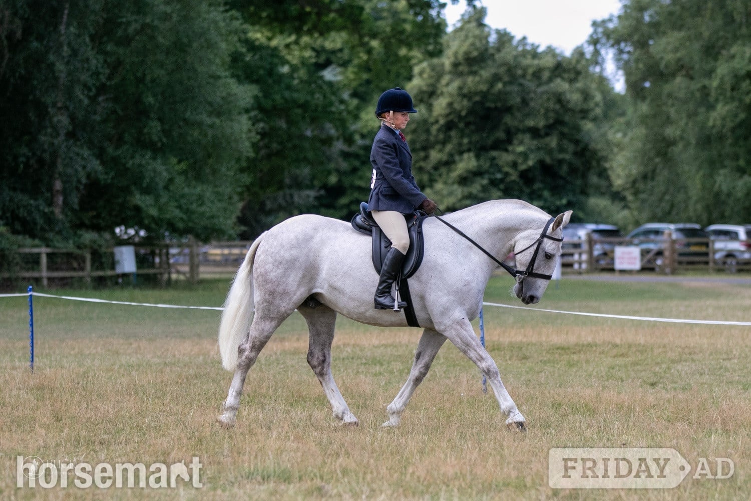 "Marty" Grey Gelding Project Horse - Horses