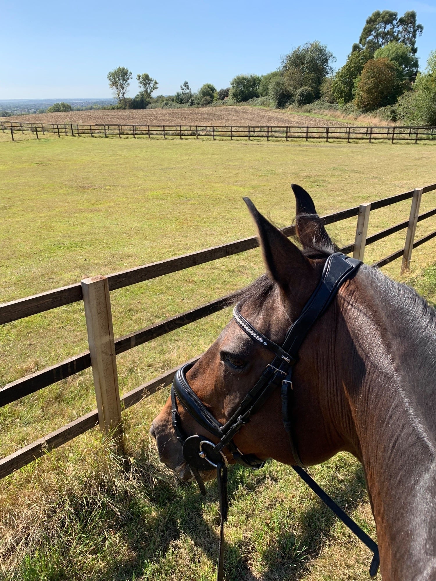 Redhill Part Loaner / Sharer Wanted
