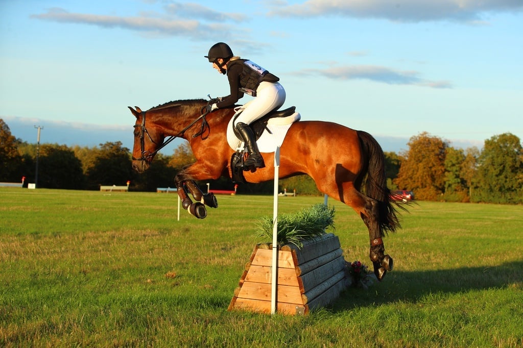 Part Loaner / Sharer Wanted - Horses