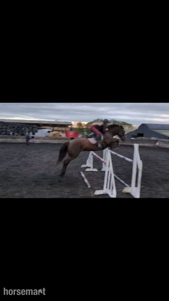 "Willbrook Poppy Cruise/ Bessy"  Mare Show Jumper