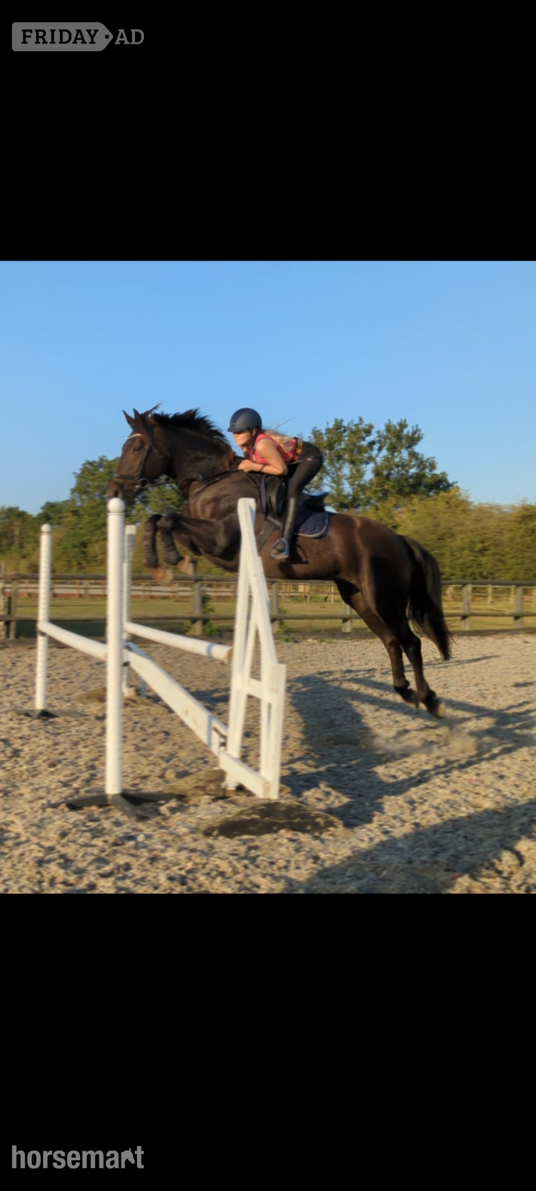 "Willbrook Poppy Cruise/ Bessy"  Mare Show Jumper - Horses in Derby