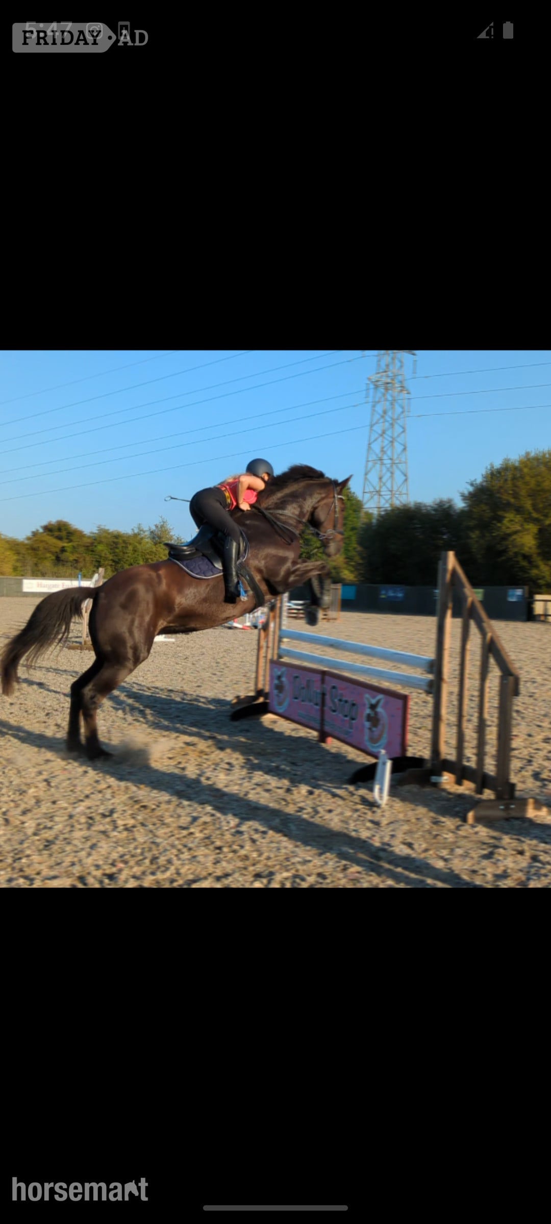 Derby "Willbrook Poppy Cruise/ Bessy"  Mare Show Jumper