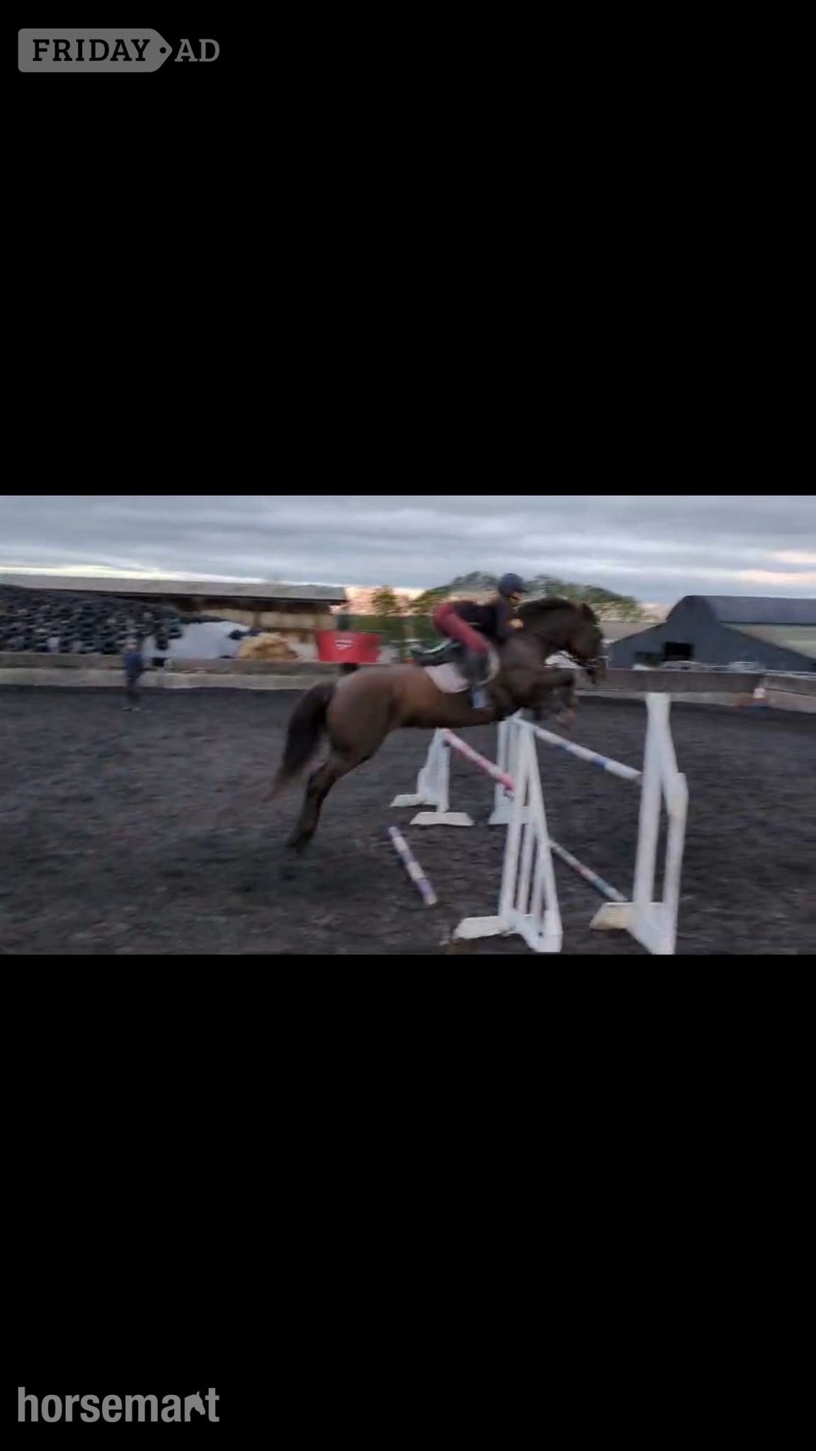 "Willbrook Poppy Cruise/ Bessy"  Mare Show Jumper in Derby