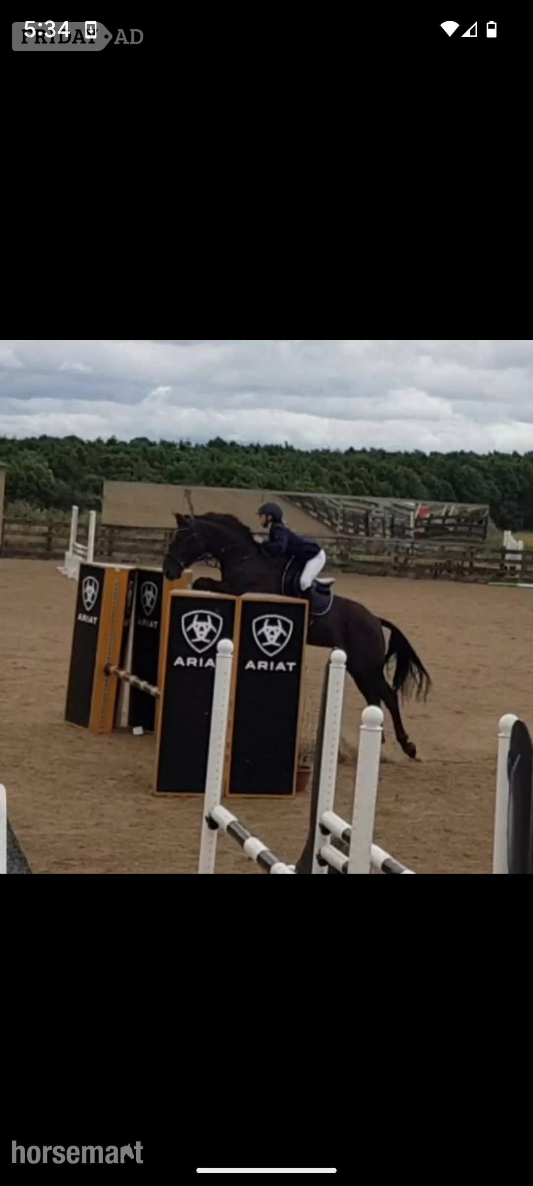 "Willbrook Poppy Cruise/ Bessy"  Mare Show Jumper - Horses