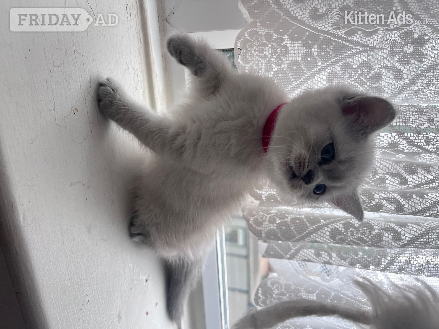 BEAUTIFUL British Shorthair Kittens! in London