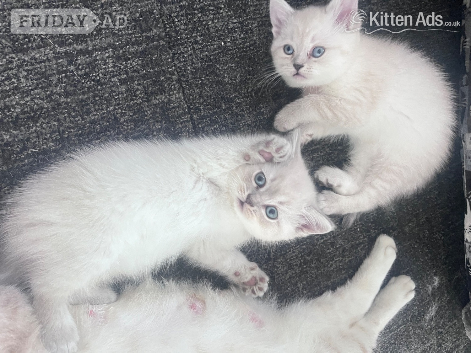BEAUTIFUL British Shorthair Kittens!