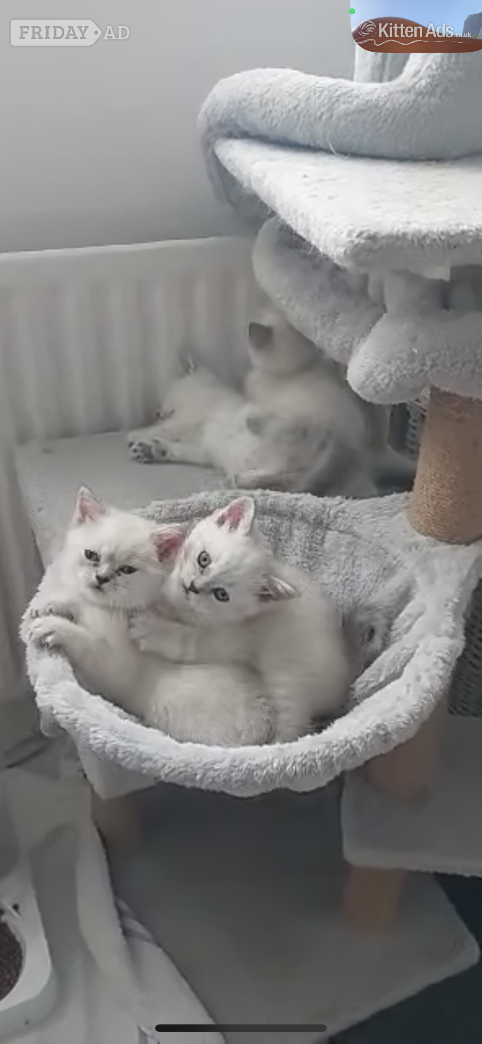 London BEAUTIFUL British Shorthair Kittens!
