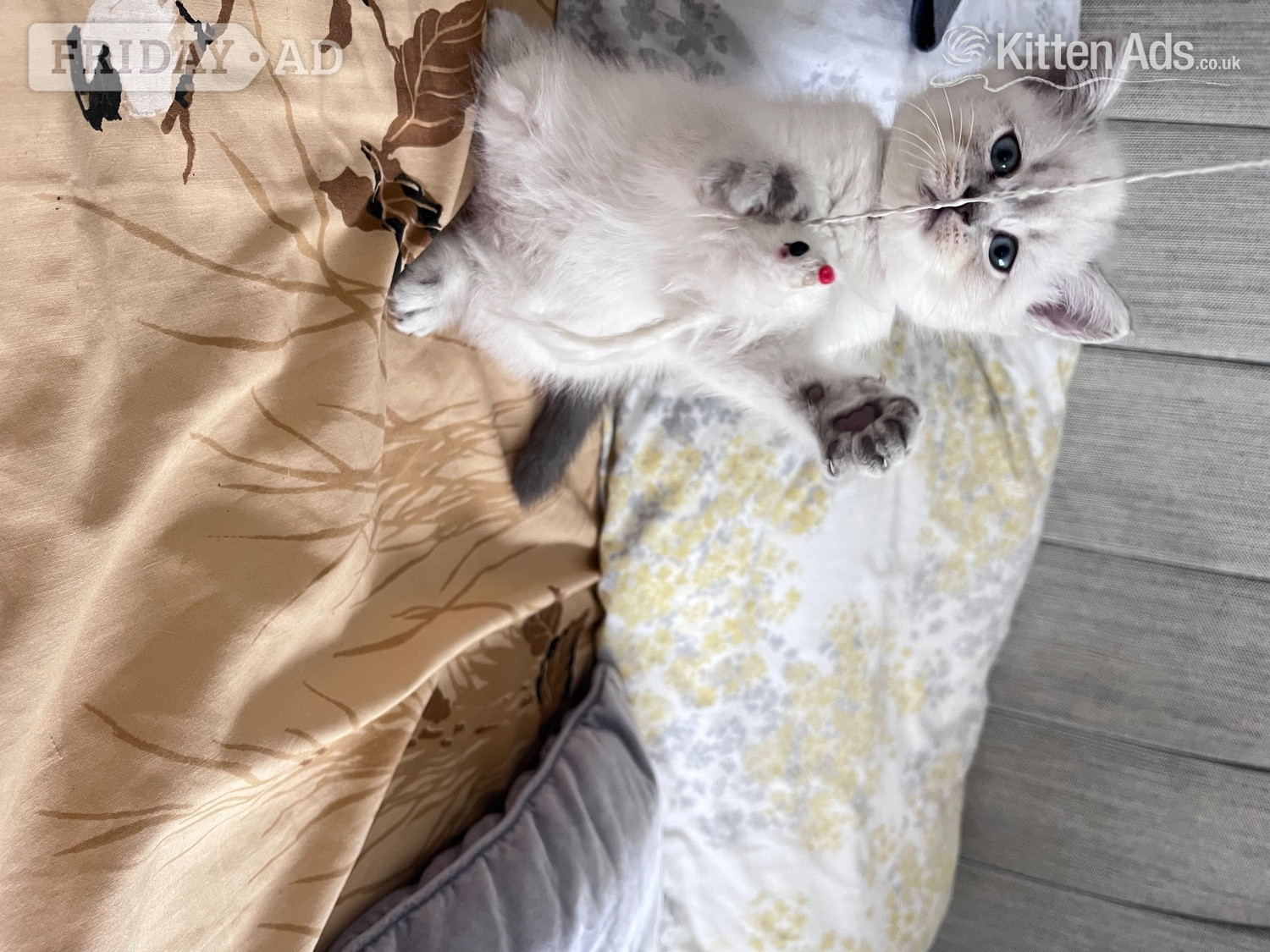 BEAUTIFUL British Shorthair Kittens! - Cats & Kittens in London
