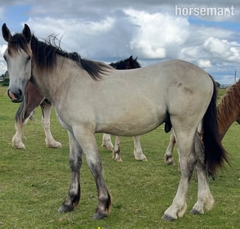 "HULK Irish Draught x Cob " Dun Gelding Showing Horse