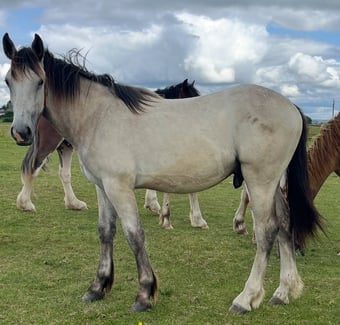 "HULK Irish Draught x Cob " Dun Gelding Showing Horse