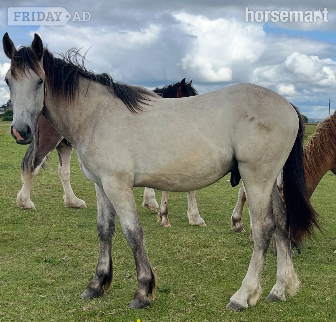 "HULK Irish Draught x Cob " Dun Gelding Showing Horse in Leeds