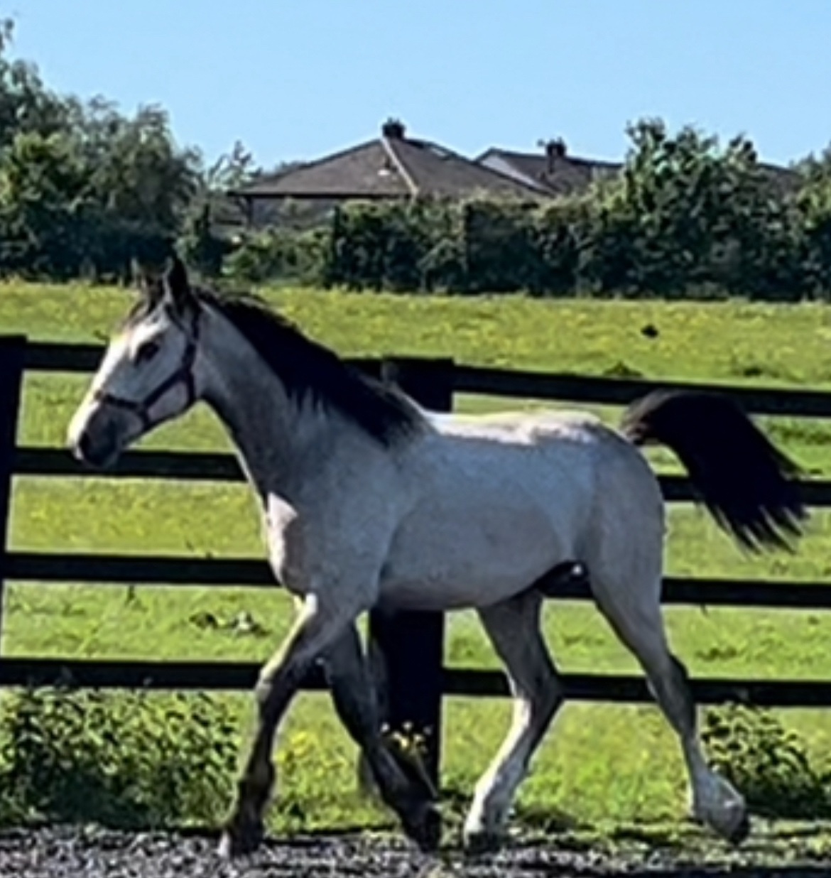 "HULK Irish Draught x Cob " Dun Gelding Showing Horse