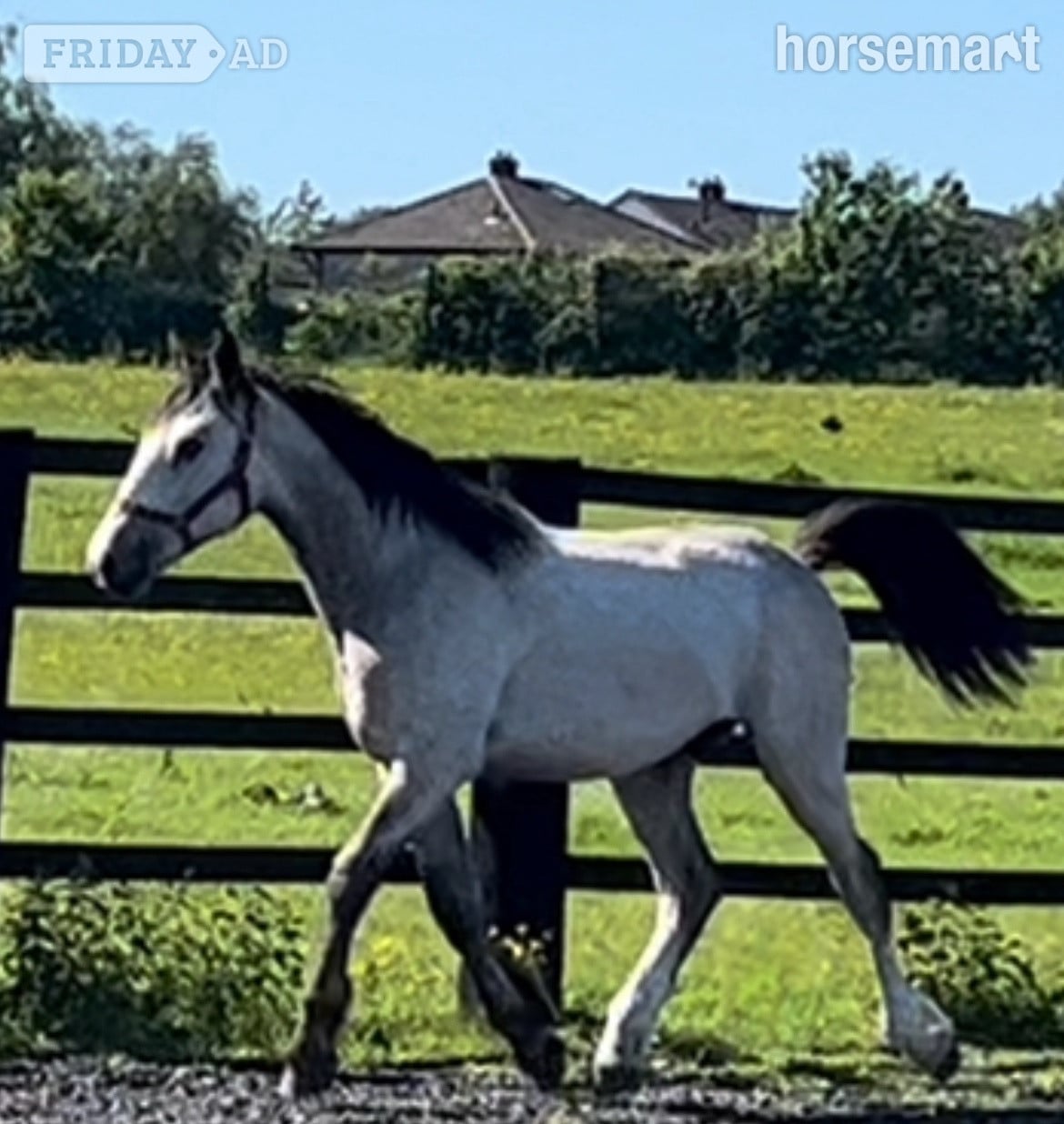 "HULK Irish Draught x Cob " Dun Gelding Showing Horse