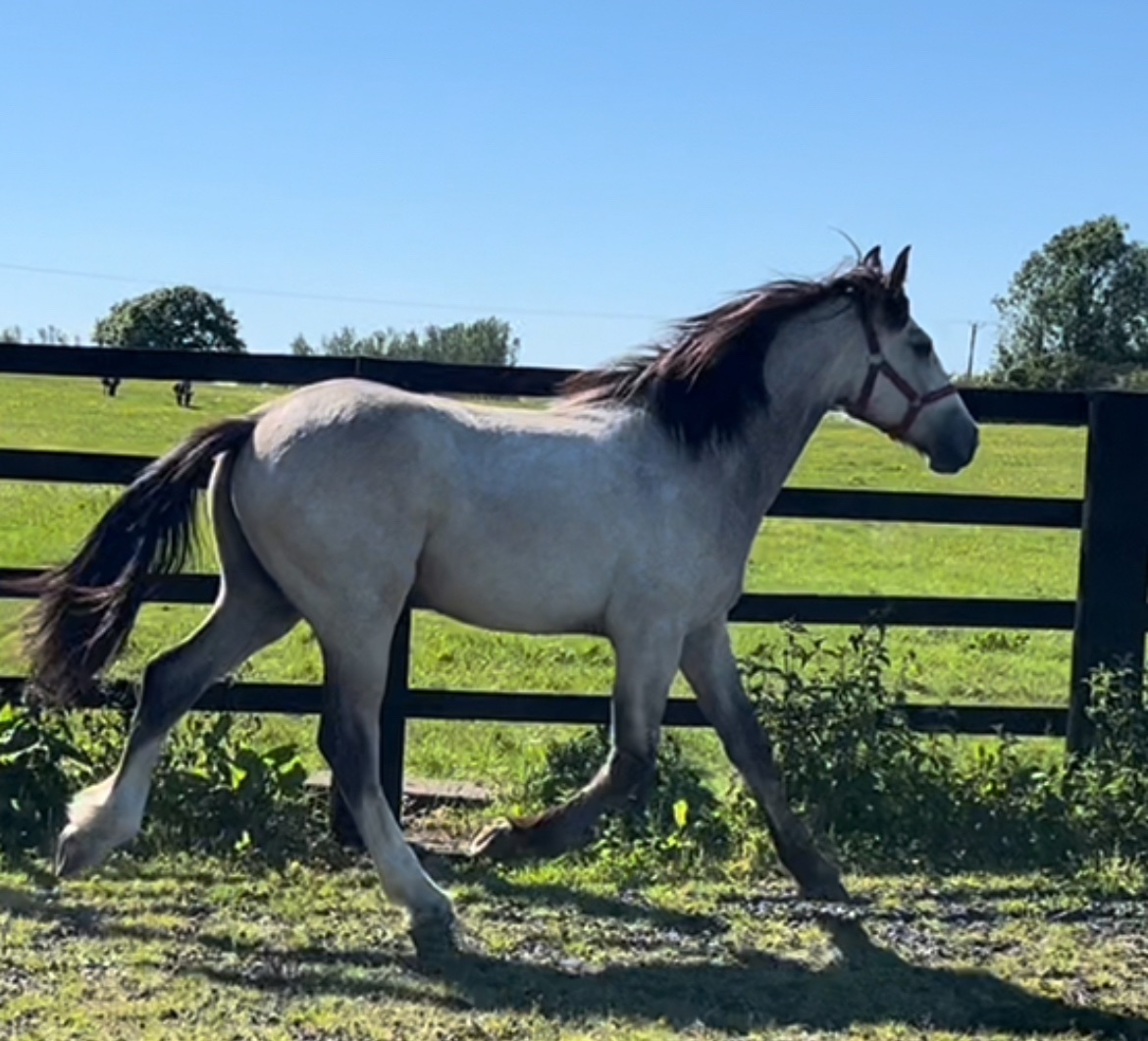 Leeds "HULK Irish Draught x Cob " Dun Gelding Showing Horse