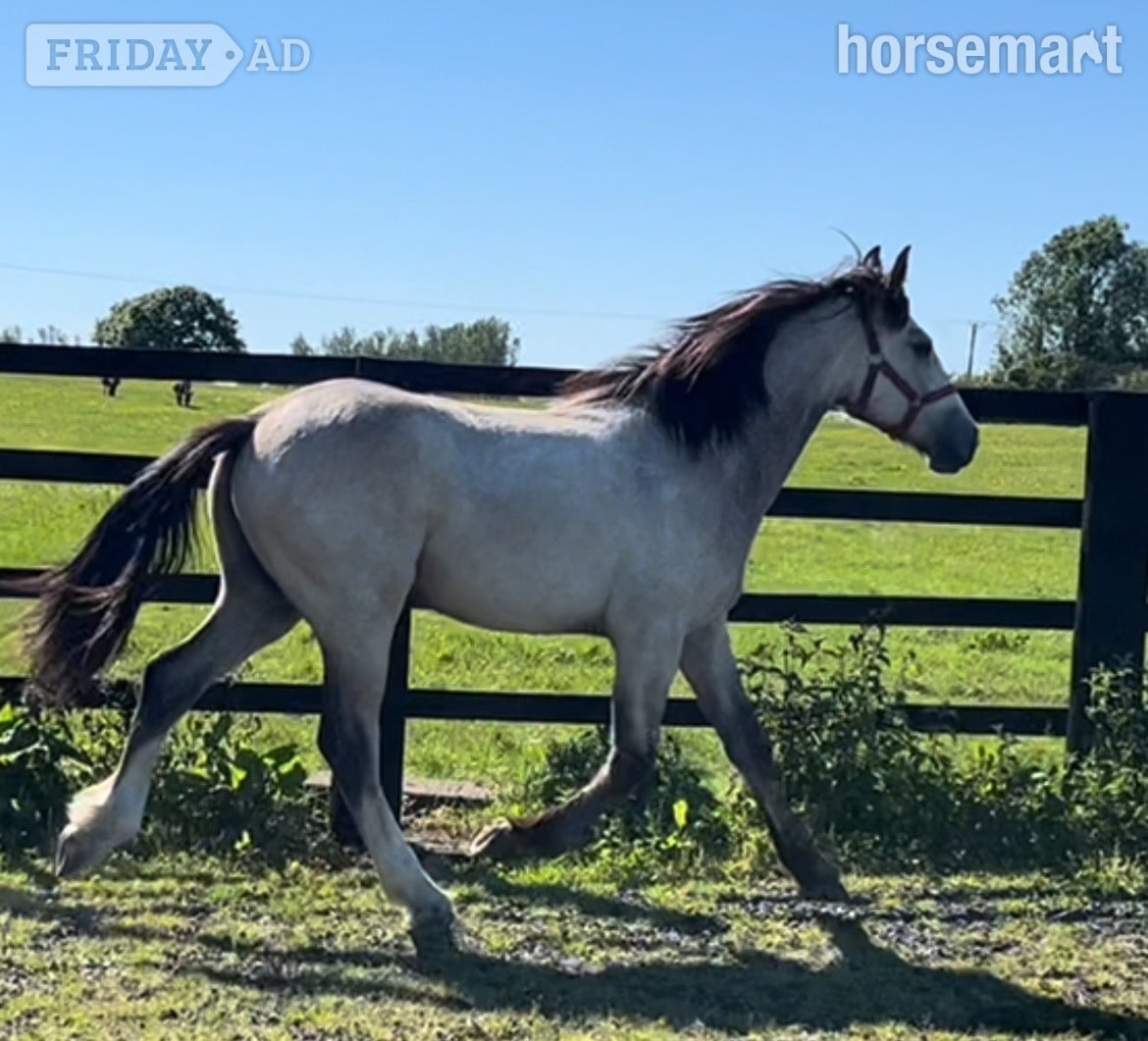 Leeds "HULK Irish Draught x Cob " Dun Gelding Showing Horse