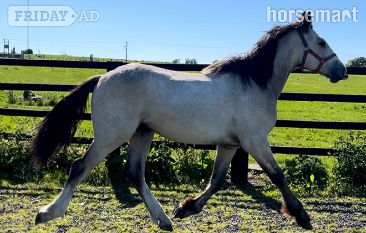 "HULK Irish Draught x Cob " Dun Gelding Showing Horse - Horses in Leeds