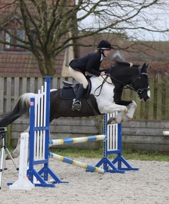 "Albie"  Gelding All Rounder